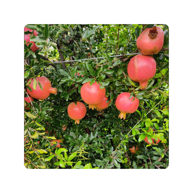 Whole New Season For Fresh Pomegranate Premium Quality with cheap Price Natural Healthy Fruits - Image 1