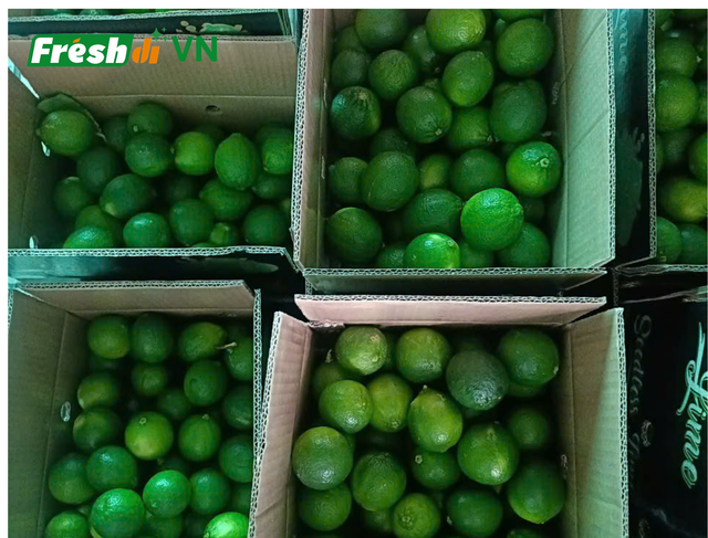 Seedless Lime Organic Yes - Image 3
