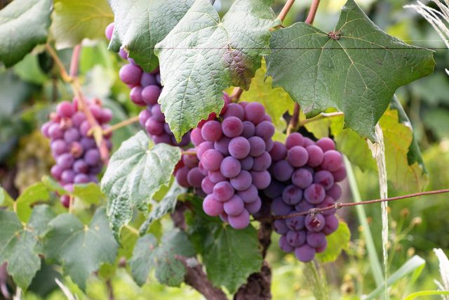 Fresh Grapes Color Black, Green, Red - Image 4