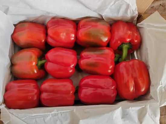 Fresh Bell Pepper in Green Red Yellow Color From China for Export Directly - Image 3