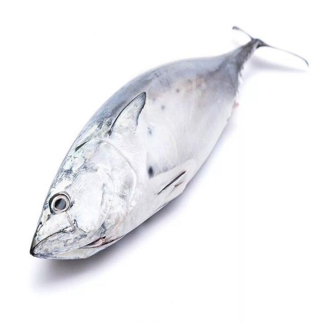 Frozen Tuna Wholesale Price With Good Quality Seafood Frozen Whole Round Bonito Tuna Fish Skipjack - Image 3