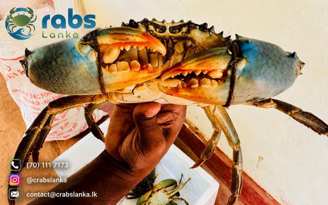 Live Mud Crabs (Scylla Serrata) - Image 2