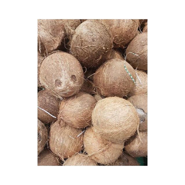 Premium standard fresh coconut positioned for consistent bulk purchasing - Image 2