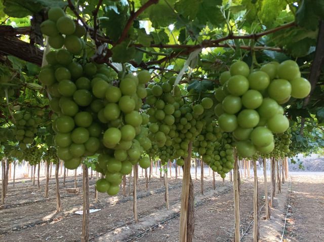 Grapes Grade AA Organic No Origin Peru Size J, L, XL Packaging 8.2 kg Color Green, Red Degree of Processing Cold treatment - Image 3