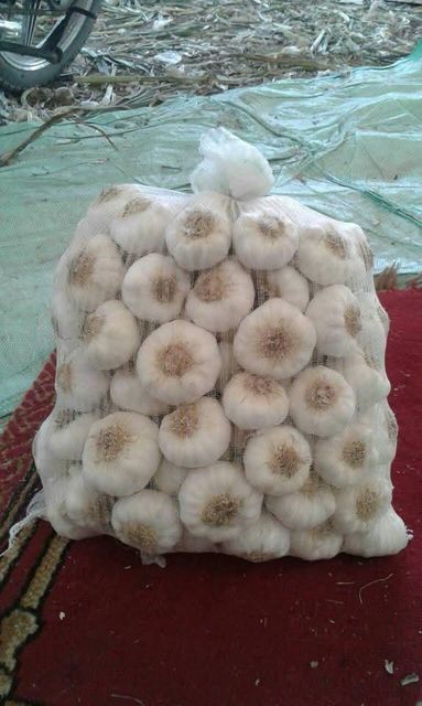 Garlic - Image 4