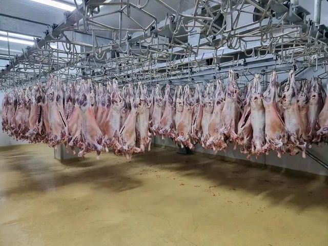ππππ‘ πππ mutton Shelf Life 14πππ¦π Place of Origin Kenya Packaging Details πΌππ‘π πππ cut Taste ππ€πππ‘ πππ ππππ πππ - Image 1