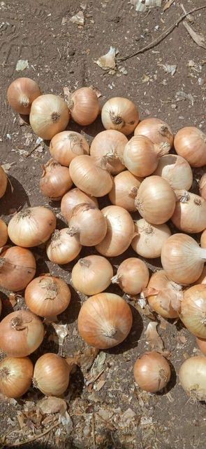 Onions - Image 3