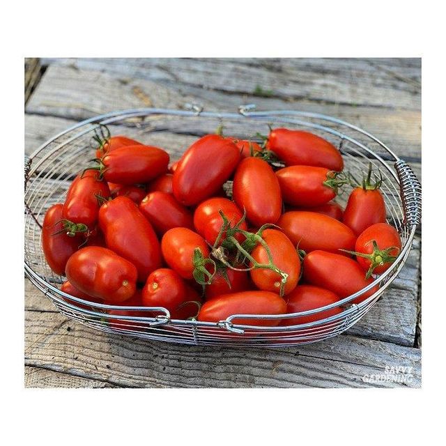 Fresh plum tomatoes bulk supply available for wholesale markets and distributors - Image 5