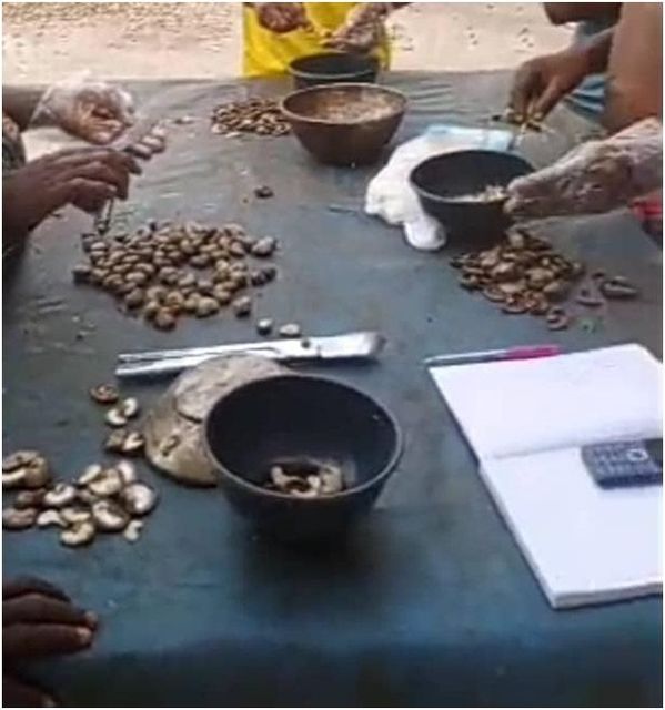 Raw cashew nuts (Anarcadium occidentale) W180 10% defective – product photo 3, product detail gallery