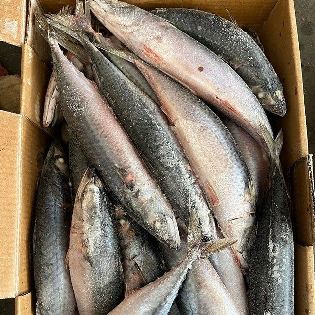 High Quality Low Salt Sun Dried Seafood Fish Whole Chinese Mackerel Blue Spot Mackerel 10kG Wholesale Package - Image 4