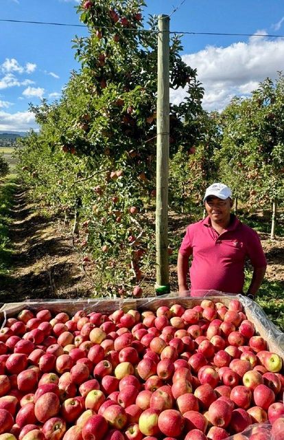 Top Quality Pink Lady Apples Available - Image 3