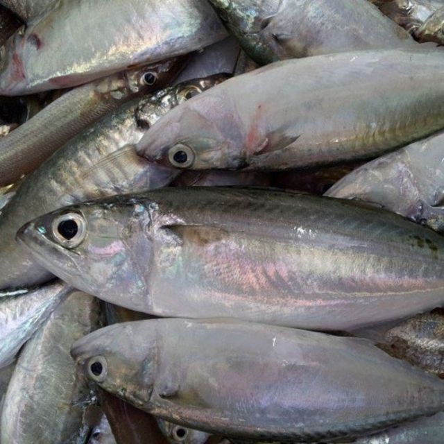 High Quality Competitive Price Frozen Indian Mackerel - Tanis Imex - Image 2