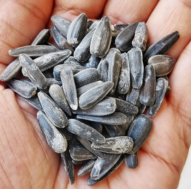 Buy Agricultural Seeds – Premium Plantable Sunflower Seeds High-Quality Seed Grade 1kg,25kg Bags - Image 3