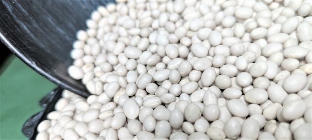 Ethiopian Origin New Crop 2024 White Pea Beans Wholesale Dried Handpicked and Polished Bulk Quality Kidney beans. - Image 4