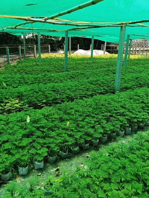 Live nursery plants - Image 3
