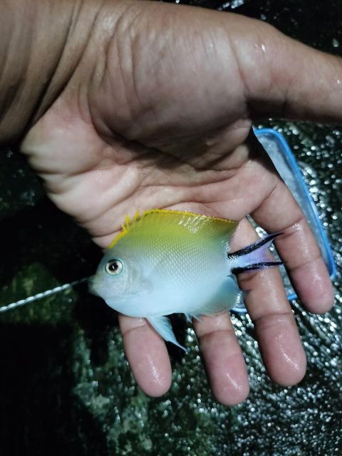 ornament fish, exotic fish, live fresh/salt water fish Delivery Assurance Stable Supply, Consistent Standards Fish Type Ornament Fish, Exotic Fish, Live Fresh/salt Water Fish - Image 2