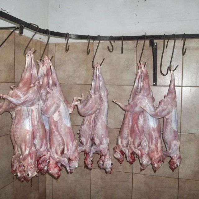 Frozen Rabbit Meat Customization Inquiry Grade AA, Aa Origin Austria Texture Tender Purity 100% Rabbit Meat Place of Origin Thailand - Image 1