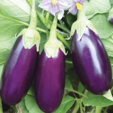 Fresh Brinjal - Image 4