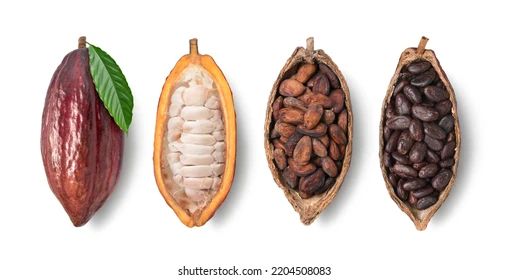 dried cocoa beans 9 % Moisture - Image 4