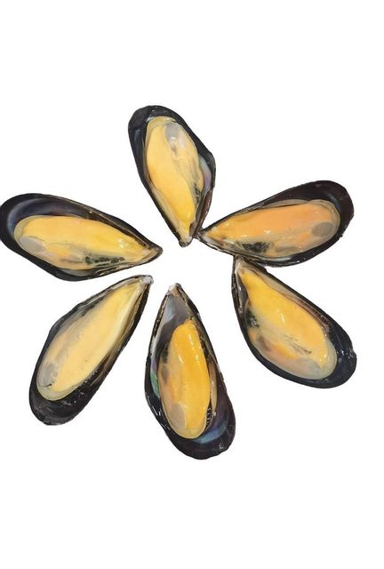 Frozen Mussel Meat Premium Seafood Supply For Wholesale Buyers Featuring Carefully Processed Product With Natural Texture - Image 3