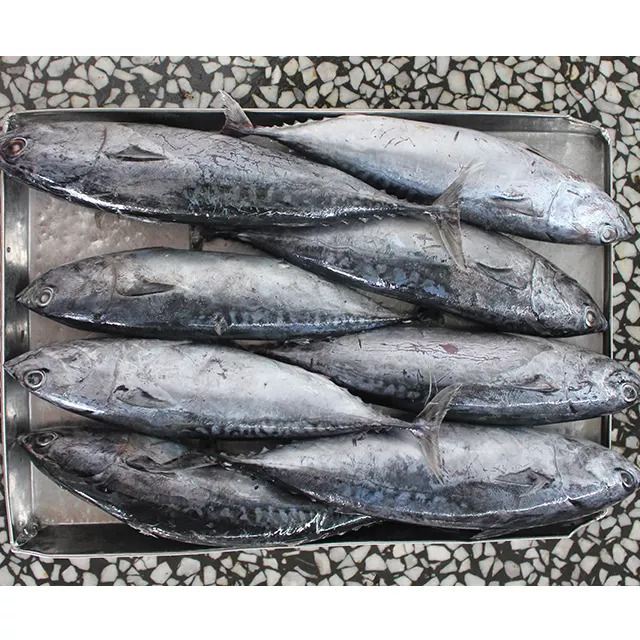 Frozen Skipjack Tuna Fish Premium Whole Round Export Quality Seafood For Bulk Distribution And International Supply - Image 4