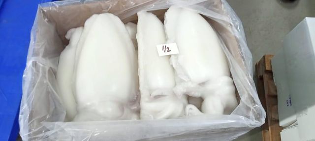FROZEN CLEANED CUTTLEFISH Organic No Origin Other Freshness Level Frozen Catch Method Wild-Caught - Image 3