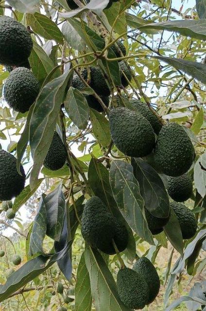 Premium Fresh Avocados from Kenya – Export Quality - Image 2