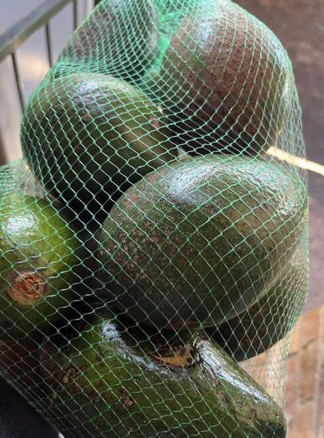 Premium Fresh Avocados from Kenya – Export Quality - Image 1