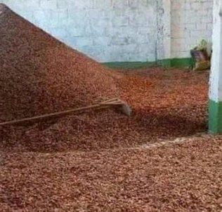 Premium Cocoa Beans & Natural Cocoa Shells from Kenya – Export Quality - Image 3