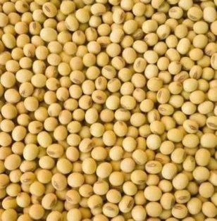 Premium Soybeans for Export - Image 2