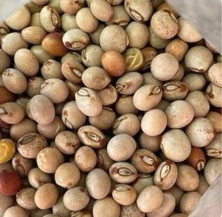 Premium Soybeans for Export - Image 4