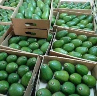 Premium Fresh Avocados from Kenya – Export Quality - Image 3