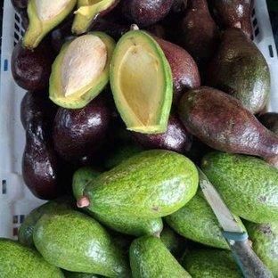 Premium Fresh Avocados from Kenya – Export Quality - Image 5