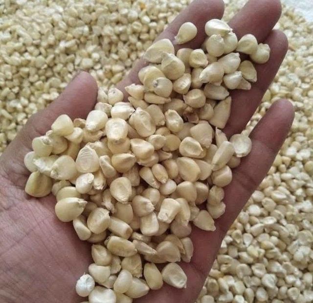White & Yellow Maize (NON-GMO) Color White & Yellow GMO Status NON-GMO Approved - Image 1