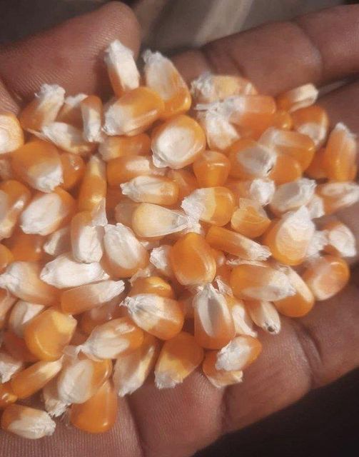White & Yellow Maize (NON-GMO) Color White & Yellow GMO Status NON-GMO Approved - Image 2