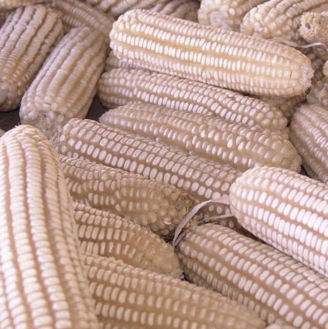 White & Yellow Maize (NON-GMO) Color White & Yellow GMO Status NON-GMO Approved - Image 3