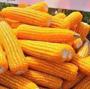 White & Yellow Maize (NON-GMO) Color White & Yellow GMO Status NON-GMO Approved - Image 4