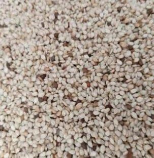 Sesame Seeds Quality Export Standard Loading Port Mombasa Port, Kenya - Image 2