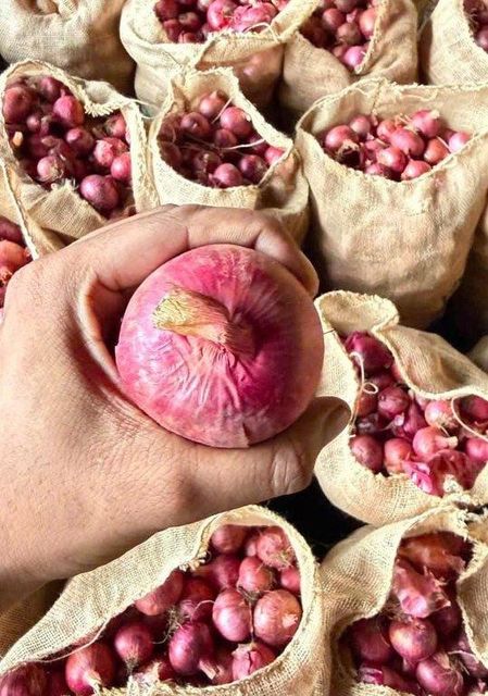 Premium Fresh Onion – Export Quality Fresh Onions from India - Image 3
