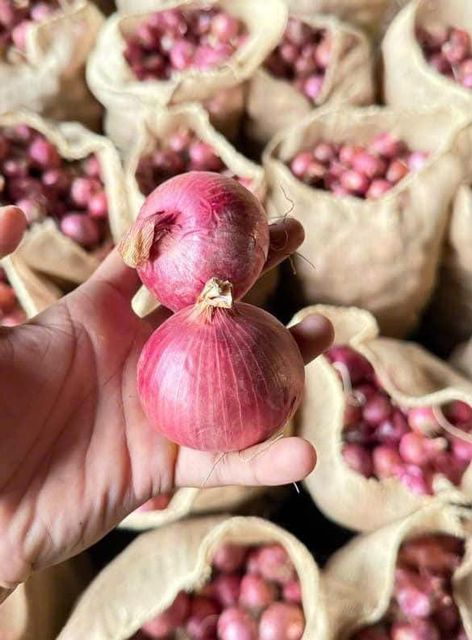 Premium Fresh Onion – Export Quality Fresh Onions from India - Image 2