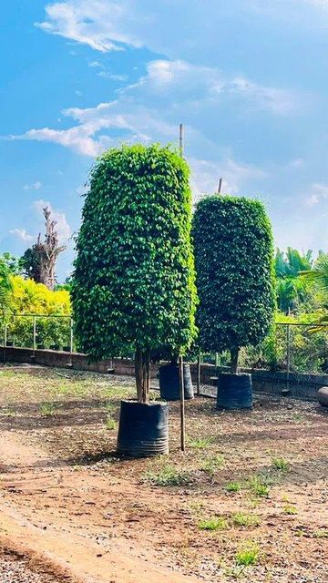 Premium Black Ficus Plant – Landscape Purpose Export Quality from India - Image 4