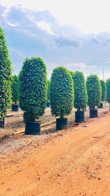 Premium Black Ficus Plant – Landscape Purpose Export Quality from India - Image 1