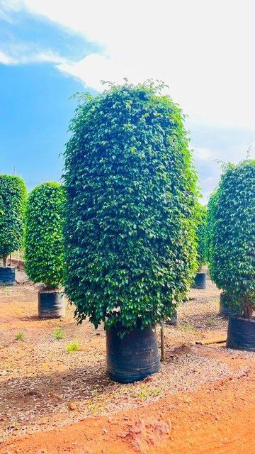 Premium Black Ficus Plant – Landscape Purpose Export Quality from India - Image 2