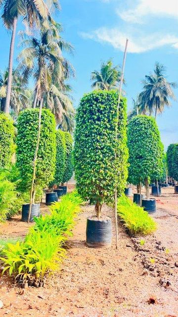 Premium Black Ficus Plant – Landscape Purpose Export Quality from India - Image 3