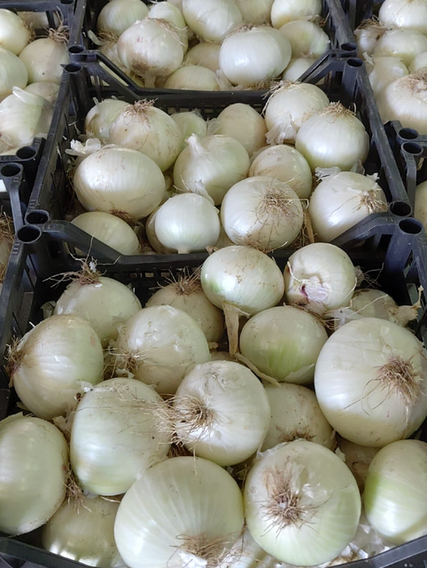 Fresh White Onions 10kg Export Bags Naturally Rich And Aromatic White Onions 80mm Flavor On Sale - Image 5