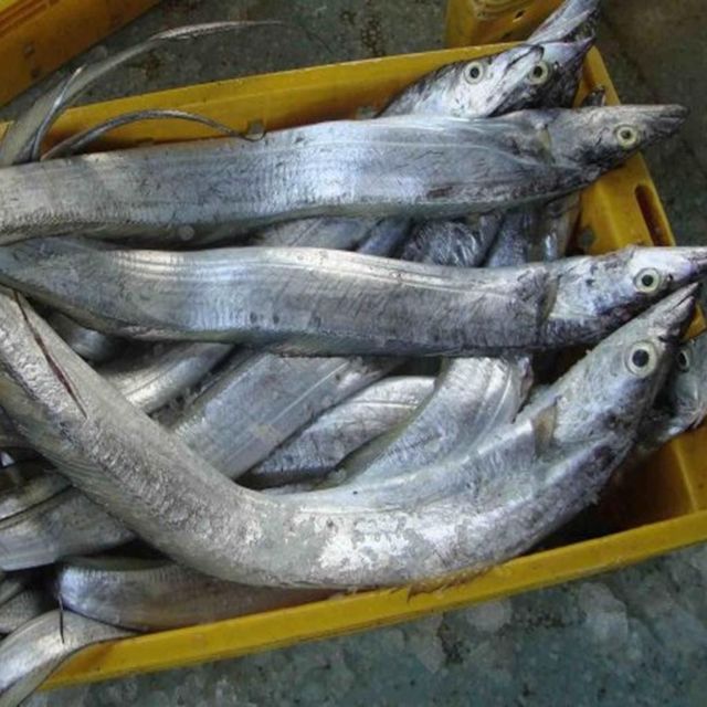 Frozen Ribbon Fish Deep Sea Harvest Product Featuring Rich Nutritional Benefits For Wholesale Seafood Markets - Image 2