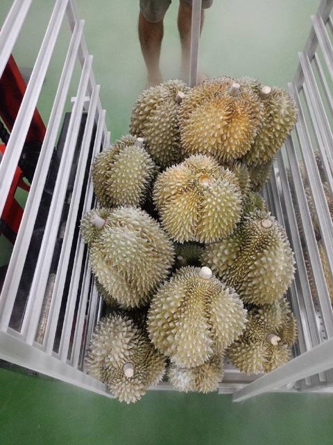 Frozen Durian Meat 454 G - Image 2