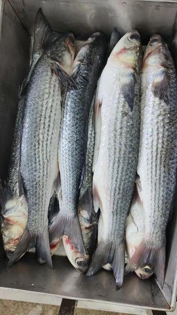 frozen grey mullet fish whole fish blue spot fresh seafood wholesale - Image 4