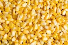 Maïs 🌽 grain - Image 1