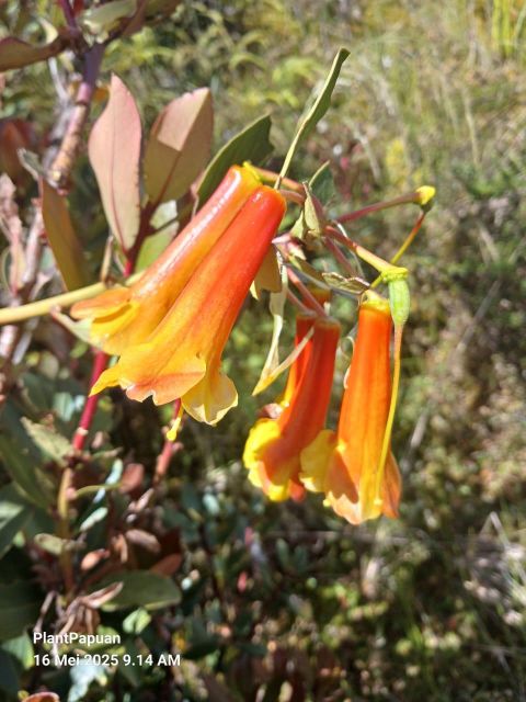 Rhododendron Brassii Sleumer - Image 5